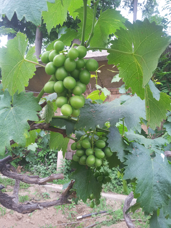 沂州府鄉(xiāng)村會(huì)館有機(jī)蔬菜園已見雛形